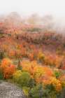 USA, Minnesota, Superior National Forest. Autumn forest colors and fog. Art Print